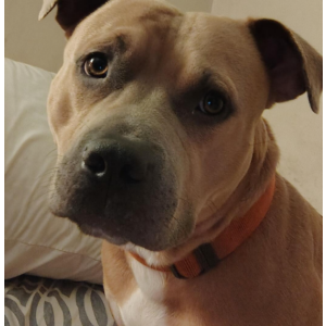 Image of Buddy, Lost Dog