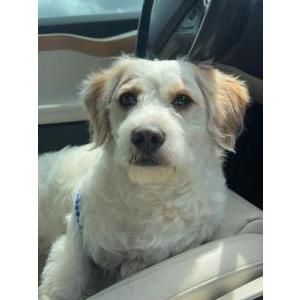 Found Dog Unknown