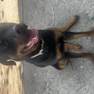 Lost Dog Onyx