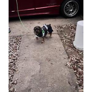 Lost Dog Romeo