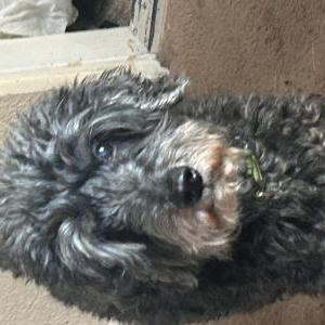 Image of Georgie, Lost Dog