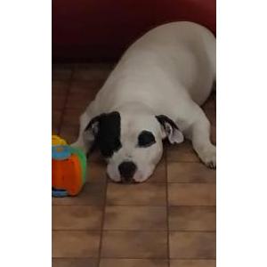 Image of Blue, Lost Dog