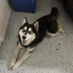 Image of unknown, Found Dog
