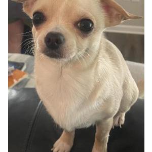 Image of Bruno, Lost Dog