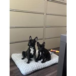 Image of Jade and Rocky, Lost Dog