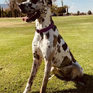 Image of Boots, Lost Dog