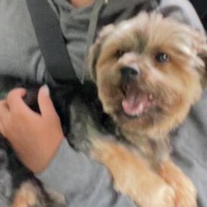 Lost Dog Chip