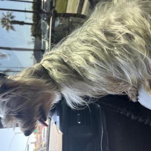 Lost Dog Tobi