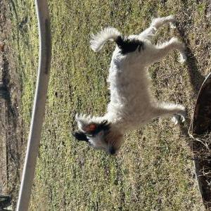 Image of Bean, Lost Dog