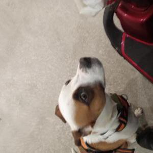 Lost Dog Buddy