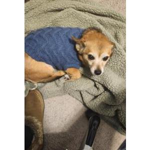 Image of Engel, Lost Dog