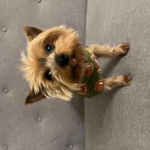 Lost Dog BROWNIE