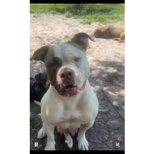 Image of Roxy, Lost Dog