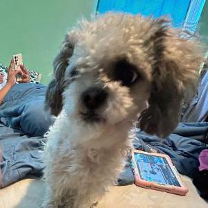 Image of Coco, Lost Dog