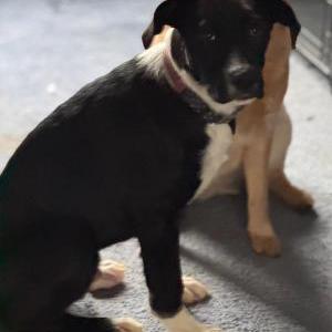 Image of Jax, Lost Dog