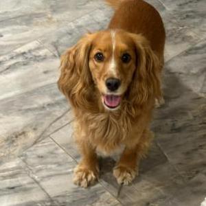 Lost Dog Louie