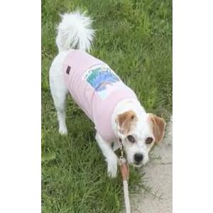 Image of Butters, Lost Dog