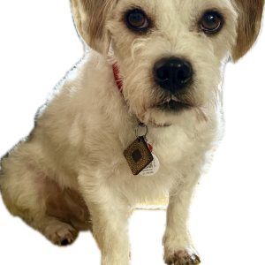 Image of Butters, Lost Dog