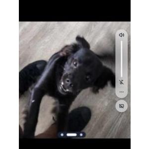 Image of Mookie, Lost Dog