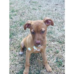 Image of ruby, Lost Dog