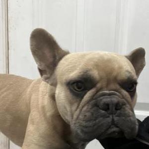 Image of Rocky, Lost Dog