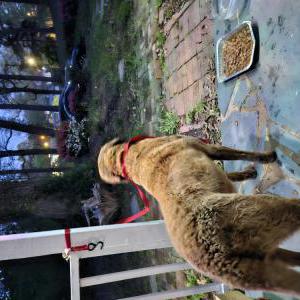 Image of Unknown, Found Dog