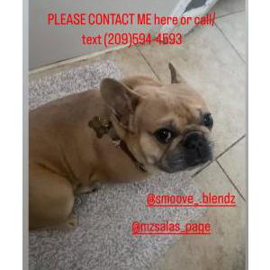 Lost Dog Meech