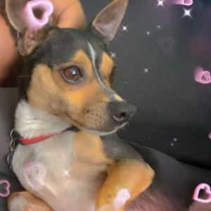 Lost Dog Big Daddy