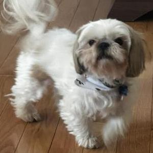 Lost Dog Royal