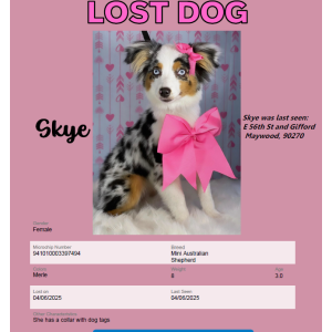 Lost Dog Skye