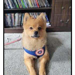 Image of Roscoe, Lost Dog