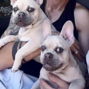 Image of Luna & Kona, Lost Dog
