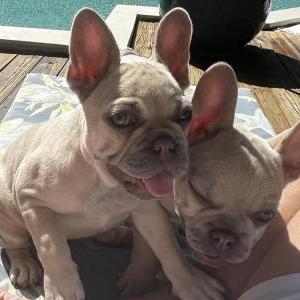 2nd Image of Luna & Kona, Lost Dog