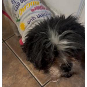 Lost Dog Lola