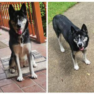 Image of Margo, Lost Dog
