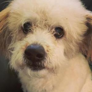 Lost Dog Scooby