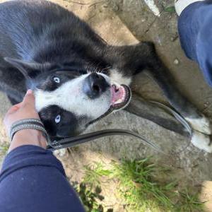 Found Dog unknown