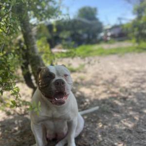 Image of Roxy, Lost Dog