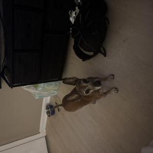 Image of Edgar, Lost Dog