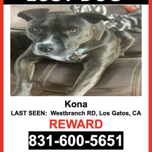 Image of Kona, Lost Dog