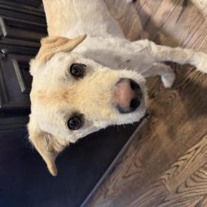 Image of Buddy, Found Dog