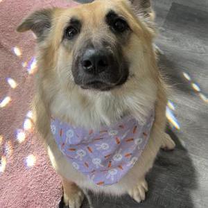 Lost Dog Charlie