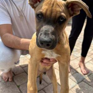 Lost Dog Bear