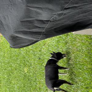 Found Dog Unknown