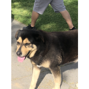 Found Dog Unsure