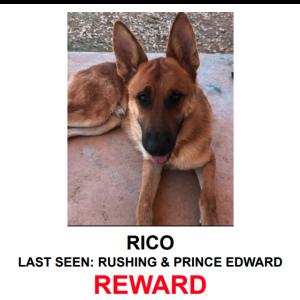 Image of RICO, Lost Dog