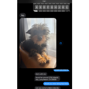 Lost Dog Delilah