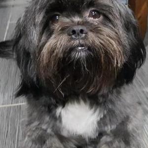 Lost Dog Ali