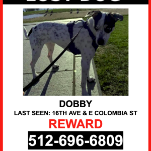 Lost Dog Dobby