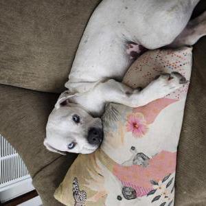 Lost Dog Sugar
